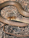 Eastern Brown Snake