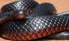 Red Bellied Black Snake