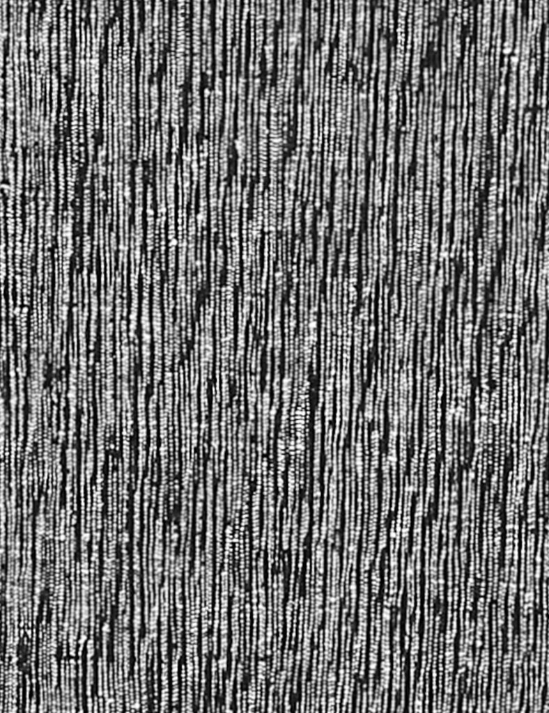 Black & White Stringybark Jacket - Joe Bananas | Australia