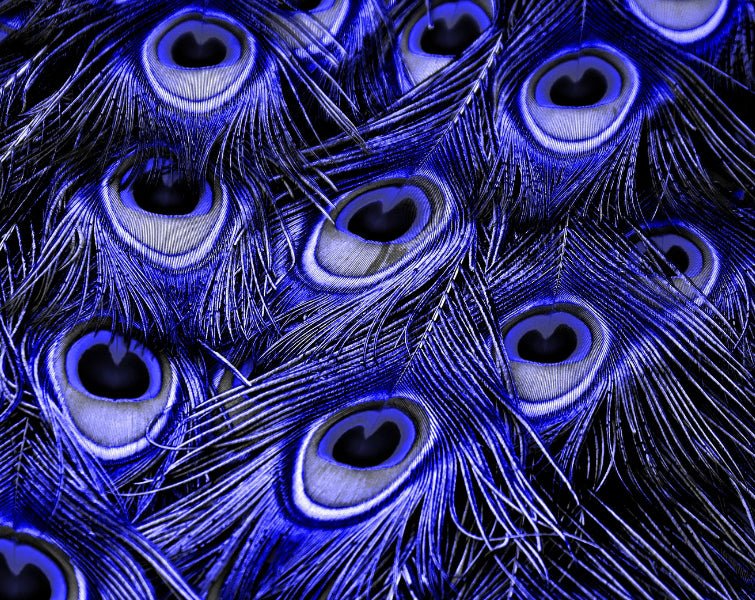 Mauve Peacock Feather Jacket - Joe Bananas | Australia