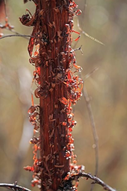 Minni Ritchi Bark Jacket - Joe Bananas | Australia