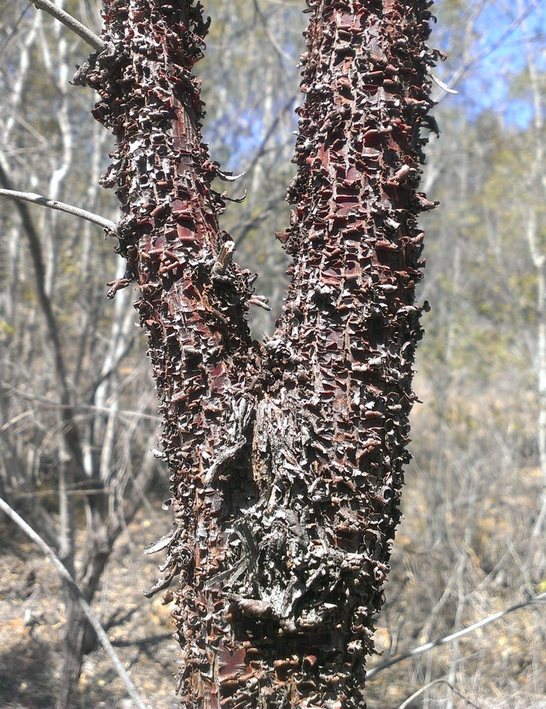 Minni Ritchi Bark Jacket - Joe Bananas | Australia