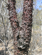 Minni Ritchi Bark Jacket - Joe Bananas | Australia