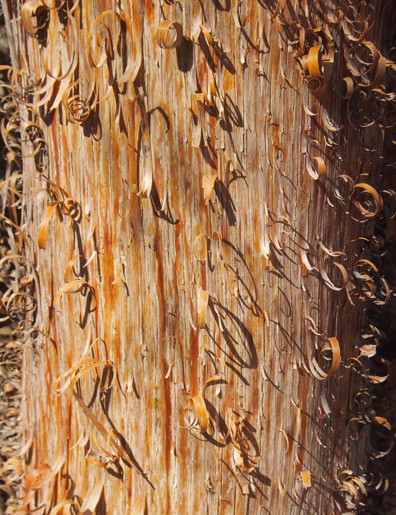 Minni Ritchi Bark Jacket - Joe Bananas | Australia