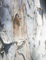 Night Sky Charcoal Paperbark Jacket - Joe Bananas | Australia