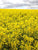 Canola Fields