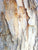 Paperbark