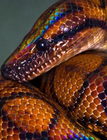 Rainbow Serpent