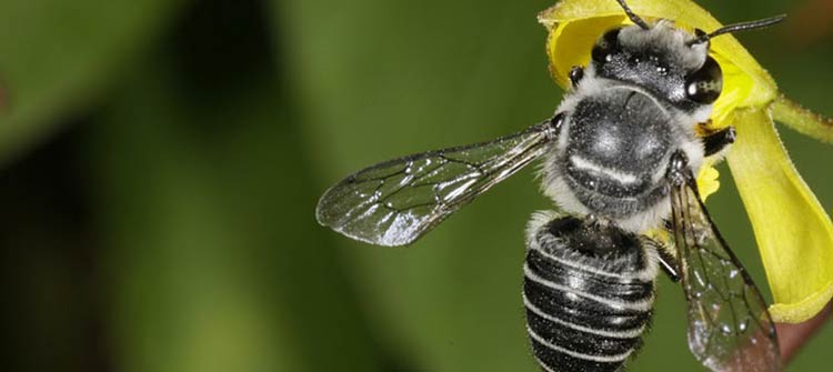 Australian Honey Bee Jacket - Joe Bananas | Australia