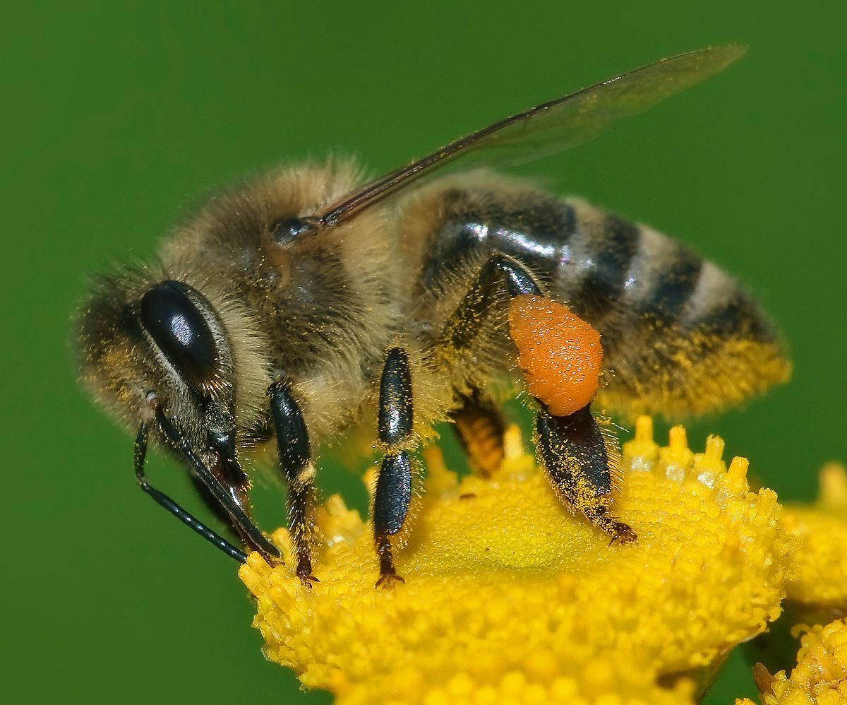 Australian Honey Bee Jacket - Joe Bananas | Australia