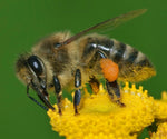 Australian Honey Bee Jacket - Joe Bananas | Australia