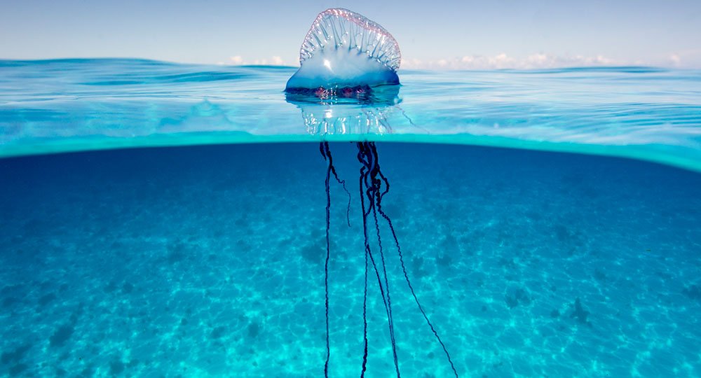 Bluebottle Jacket - Joe Bananas | Australia