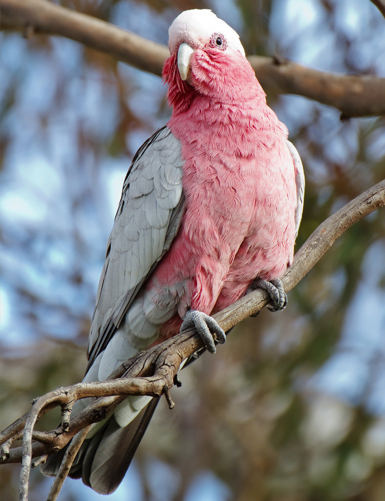 Galah Paperbark Jacket