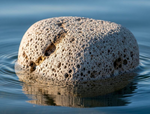 Pumice Stone Jacket