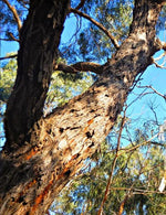 Stringybark Jacket - Joe Bananas | Australia