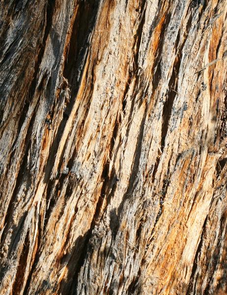 Stringybark Jacket - Joe Bananas | Australia