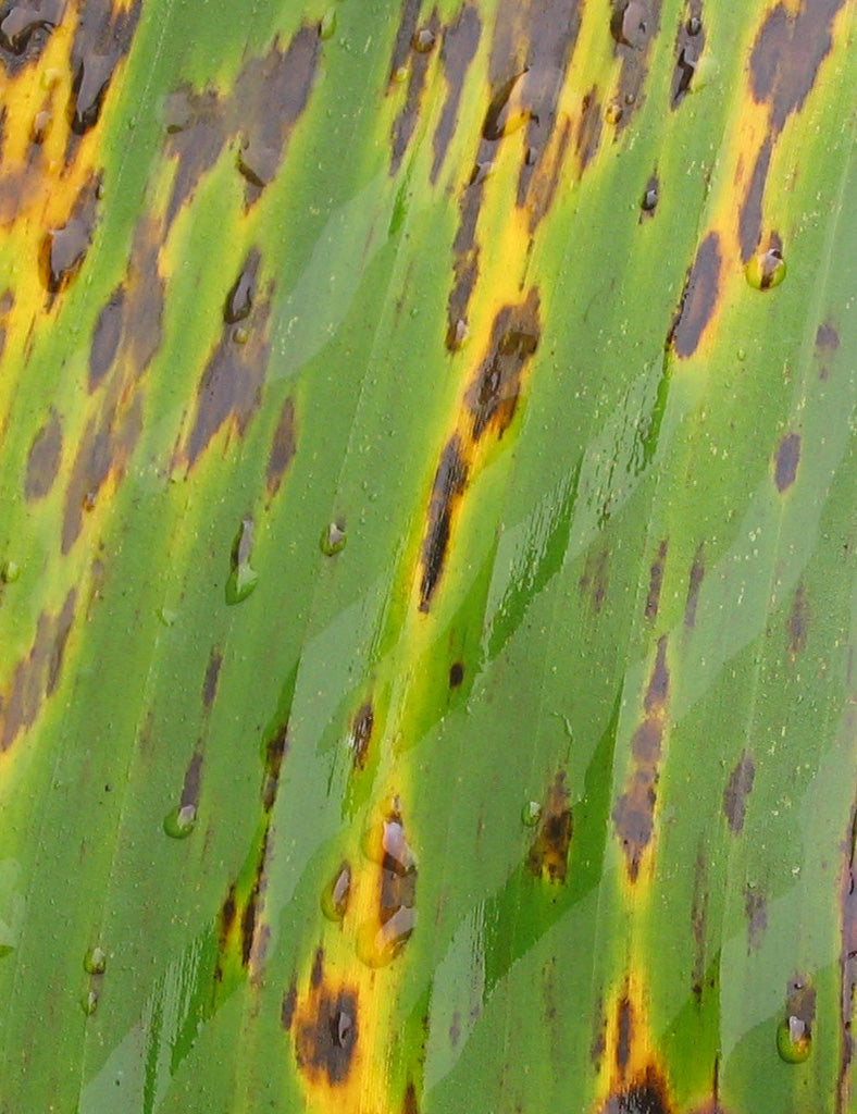 Tully Green Banana Jacket