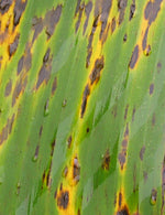 Tully Green Banana Jacket