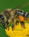Australian Honey Bee Jacket