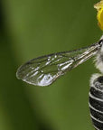 Australian Honey Bee Jacket