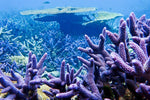 Coral Sea Jacket