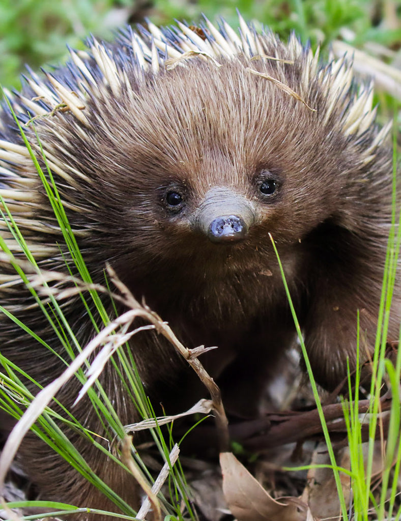A short-beaked echidna sits amongst the grass [Image credit: bushpea.com]