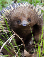 A short-beaked echidna sits amongst the grass [Image credit: bushpea.com]