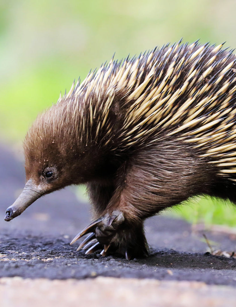An echidna takes a stroll across a road [Image credit: bushpea.com]