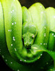 Green Tree Snake Jacket