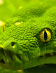 Green Tree Snake Jacket
