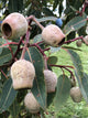 Gumnut Jacket