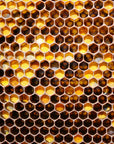 Honeycomb Jacket