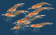 Pacific Krill Jacket