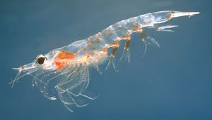 Pacific Krill Jacket