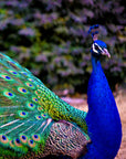 Indigo Peacock Feather