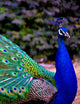 Indigo Peacock Feather Jacket