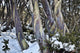 Perisher Snowgum Jacket