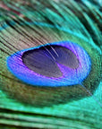 Indigo Peacock Feather