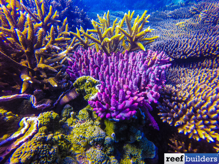 Purple Staghorn Coral Jacket