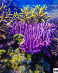 Purple Staghorn Coral Jacket