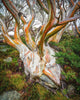 Thredbo Snowgum Jacket